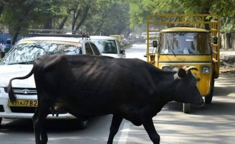 जींद में आवारा सांड से बाइक टकराने से दो युवकों की हुई मौत |