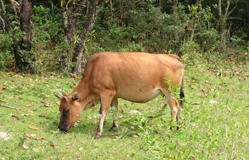 हिसार के पार्क बने आवारा मवेशियों का आश्रय स्थल।