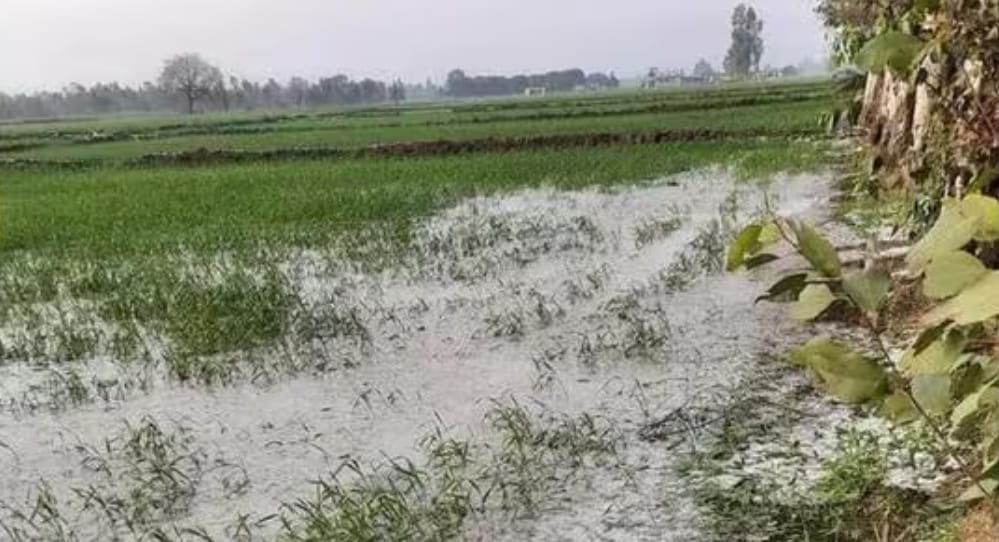 हरियाणा कृषि विभाग के अनुसार बारिश, ओलावृष्टि से 12,000 एकड़ में 50% तक फसल हुई बर्बाद।