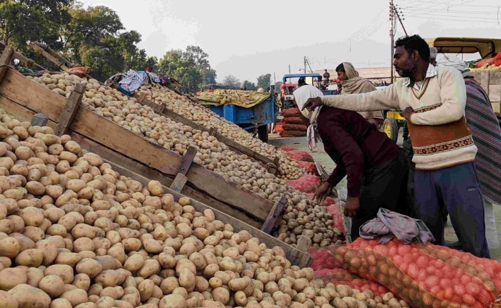 आलू के दाम बढ़ने से किसानों के चेहरे खिले।